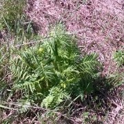 Kozłek wąskolistny - Valeriana angustifolia - rzadka roślina kserotermiczna