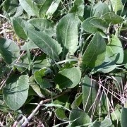 Sierpik różnolistny - Serratula lycopifolia